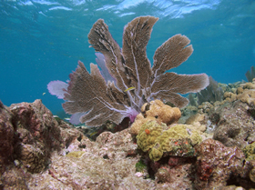 Sea Fan